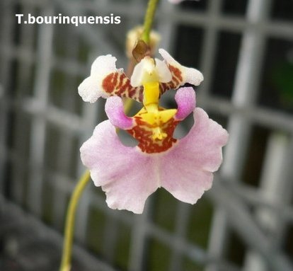 T.bouringuensis 1