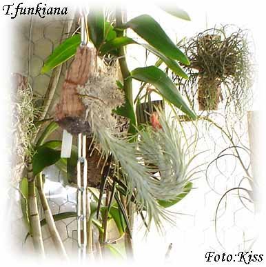 T.funkiana13