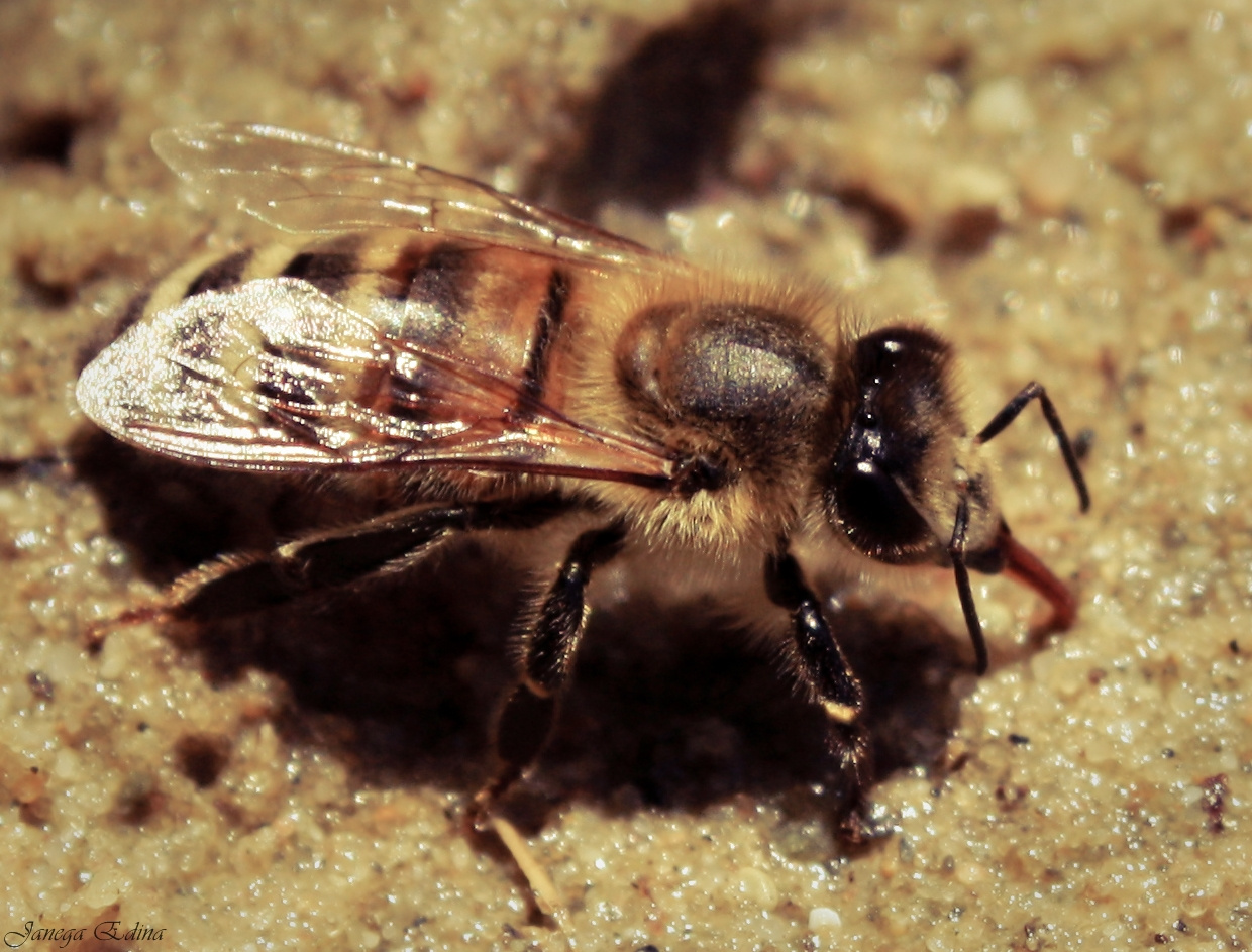 Méhecske a homokban
