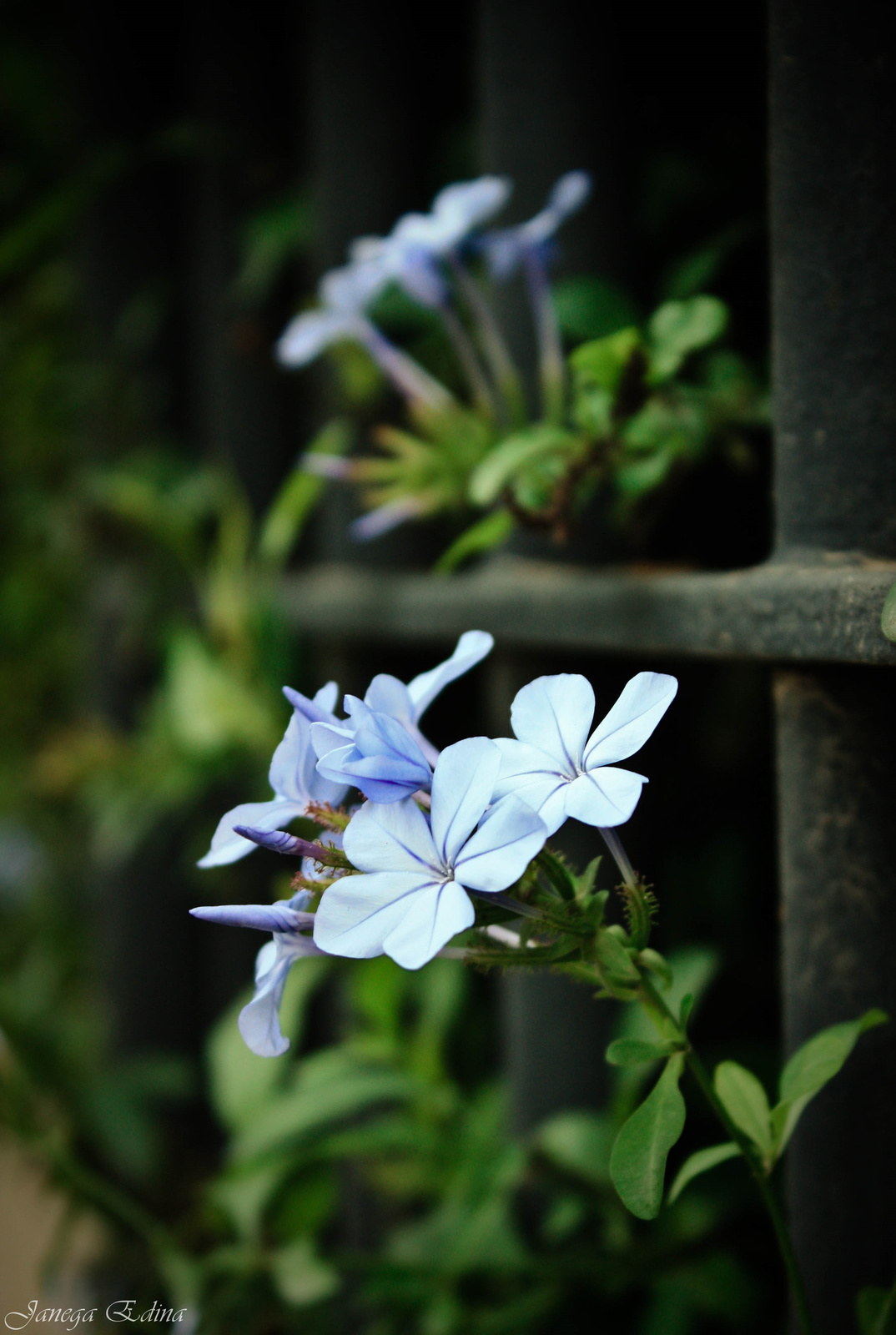 Kék virág