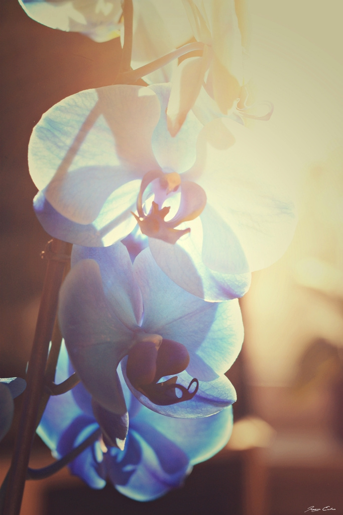 Kék orchideák