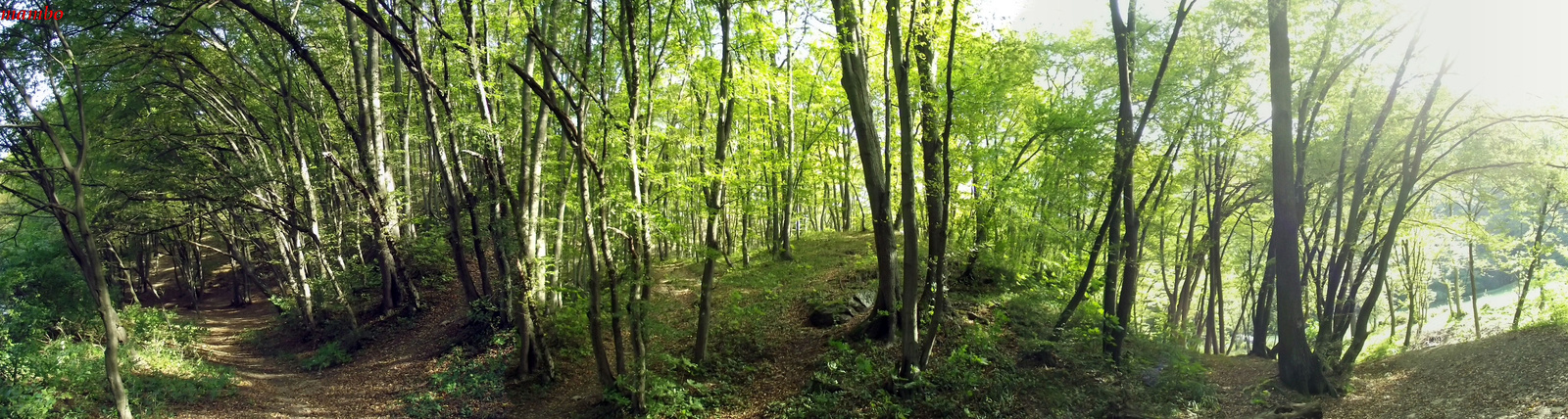 Soproni erdő(Brennbergi völgy)