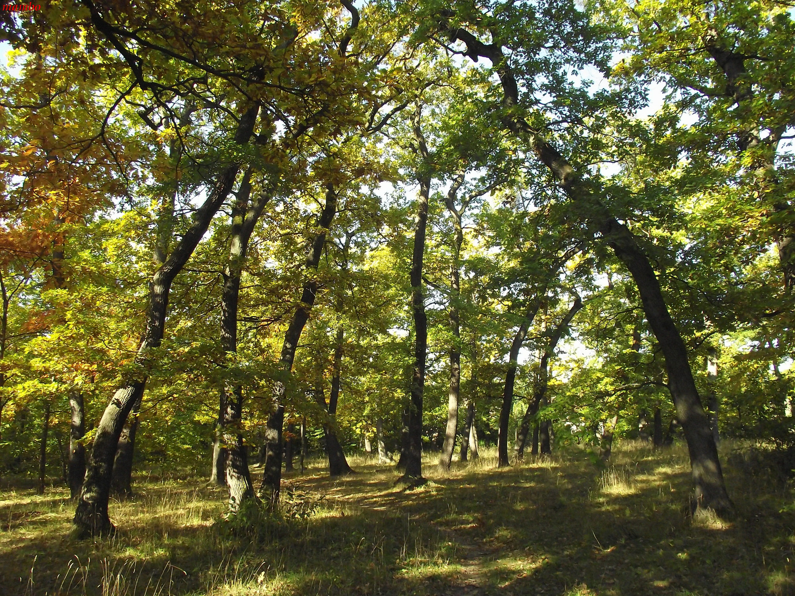 Soproni park erdő őszel