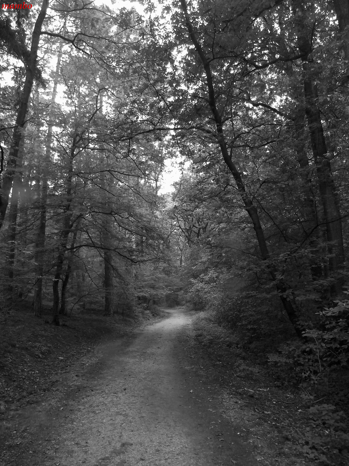 Soproni erdő.Várisi út.