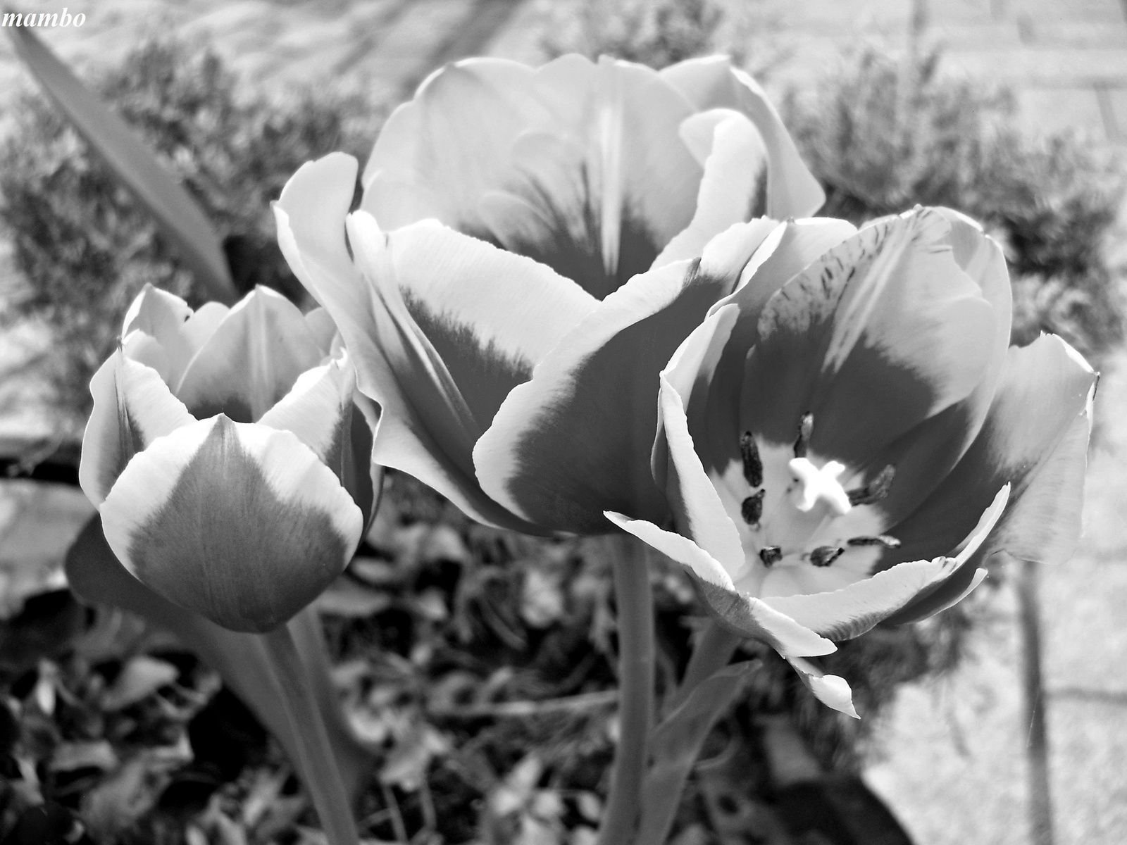 Tulipán feketén-fehéren