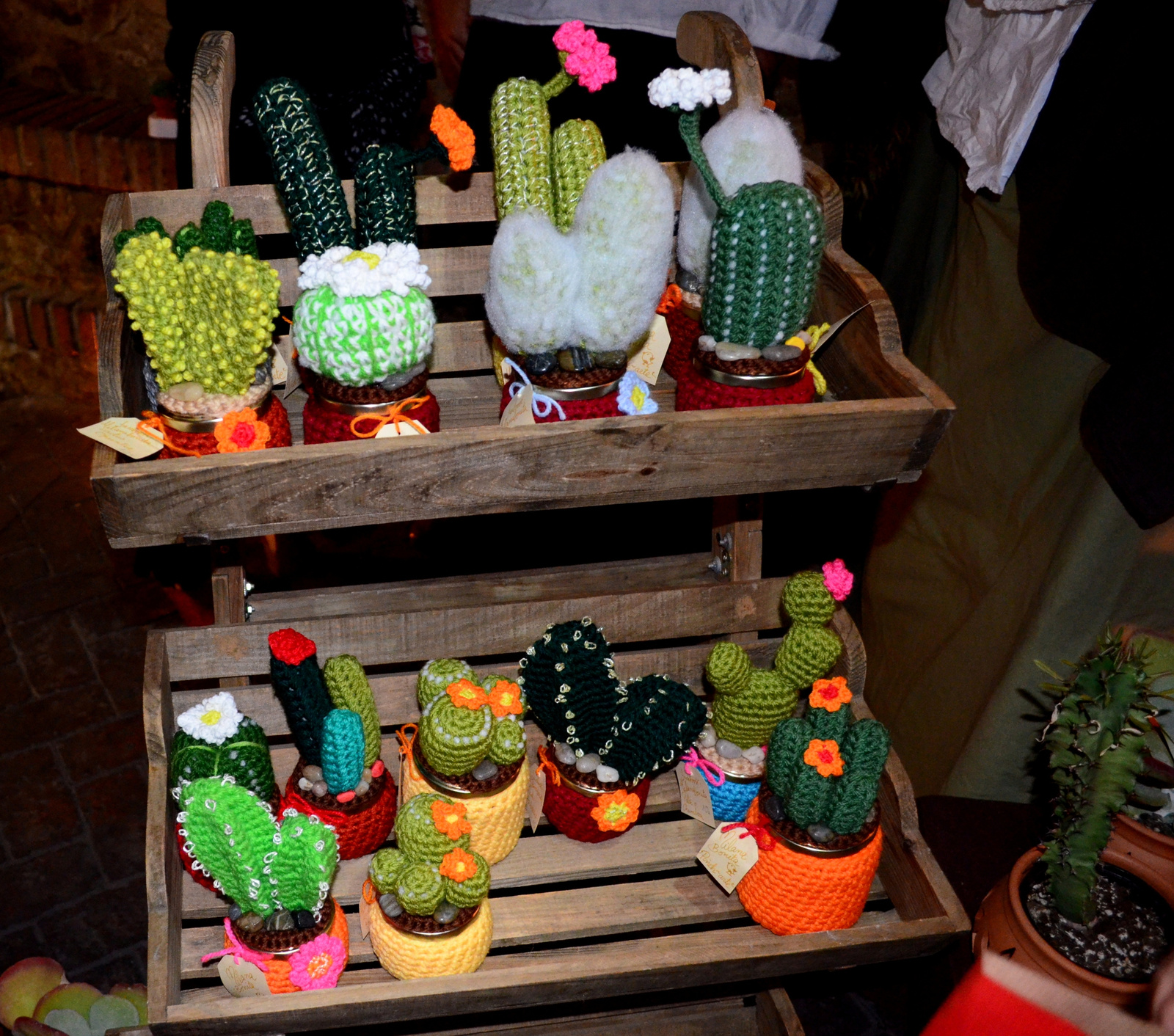 kötött kaktuszok