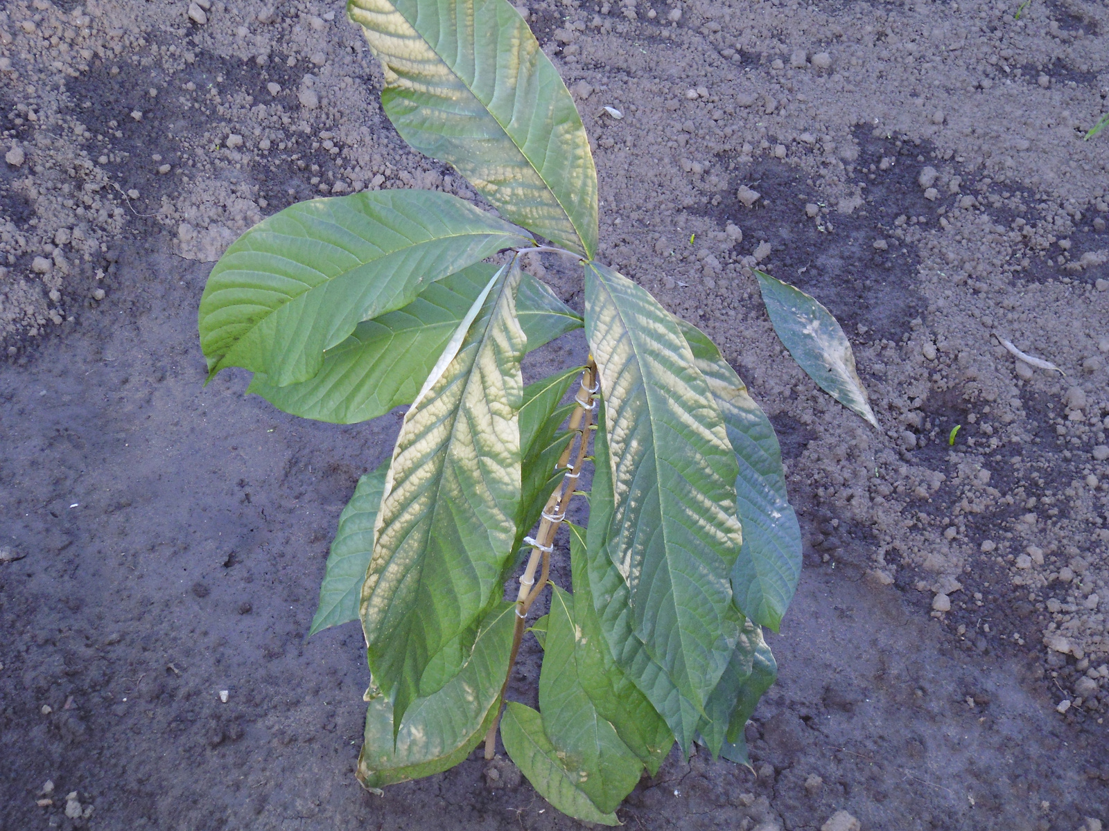 Zotya papa féle Mangó Asimina Triloba magonc