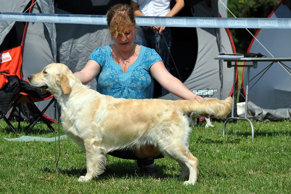 Golden retriever bírálat (57)