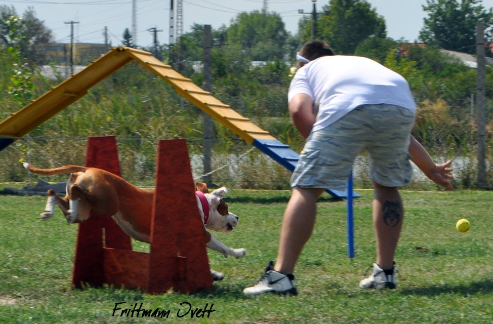 Flyball szemi (115)