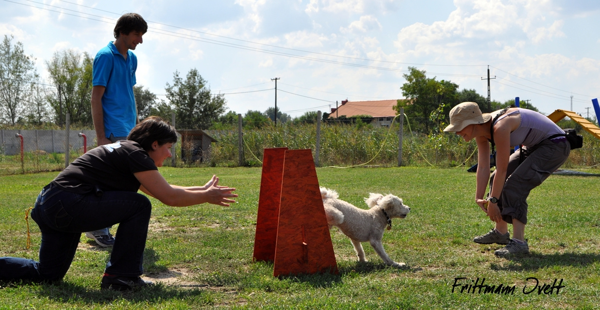 Flyball szemi (135)