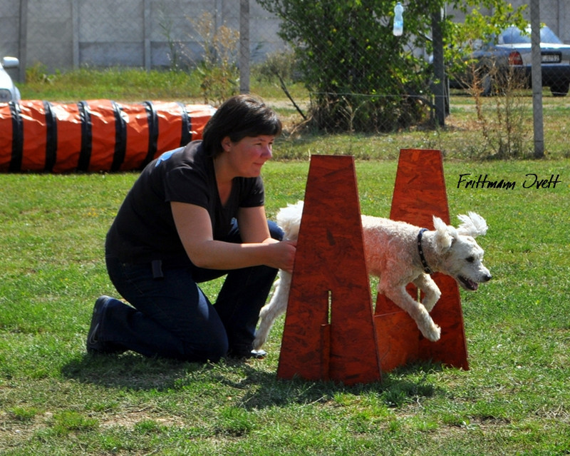 Flyball szemi (141)