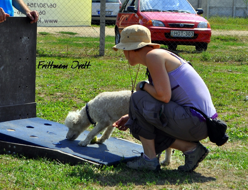 Flyball szemi (145)