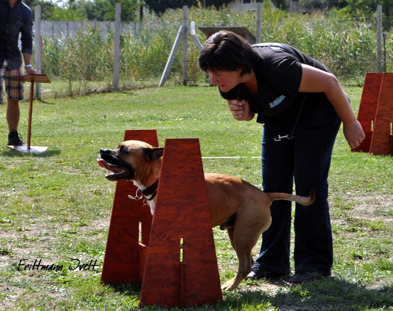 Flyball szemi (175)