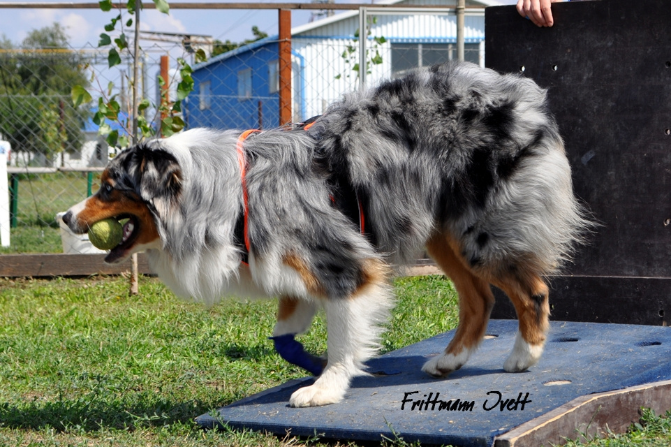 Flyball szemi (189)