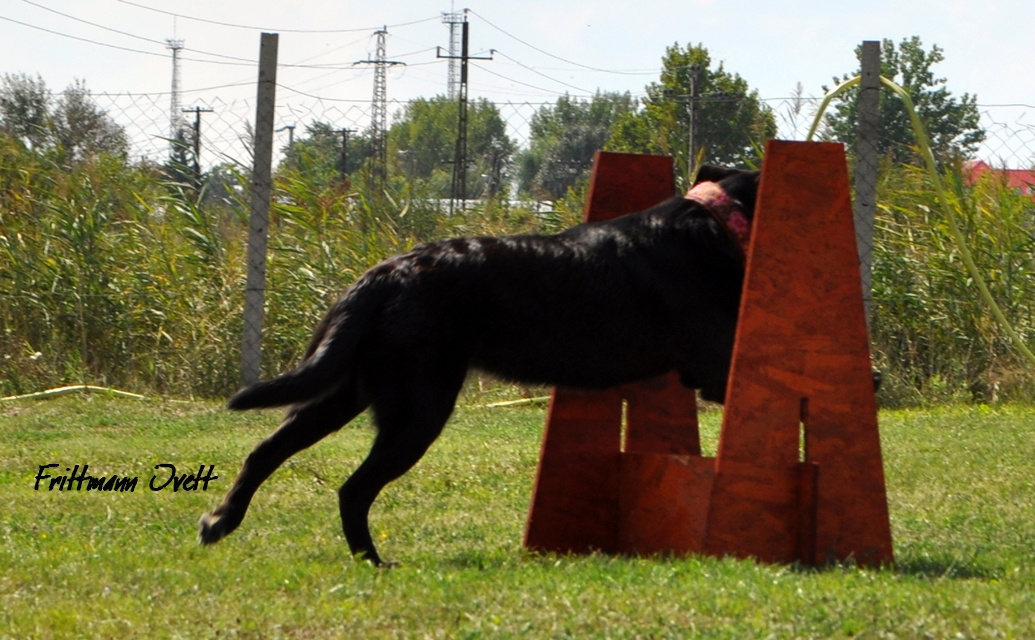 Flyball szemi (202)