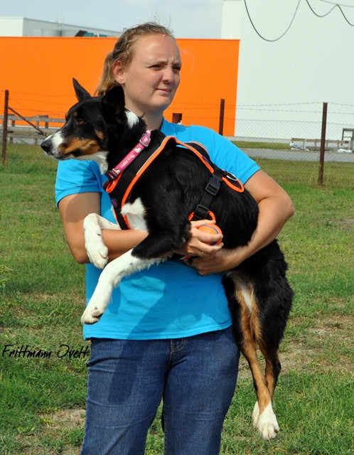 Flyball szemi (263)