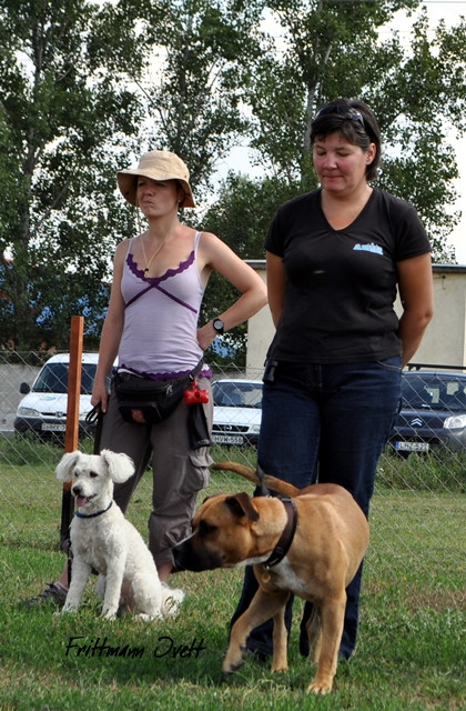 Flyball szemi (270)