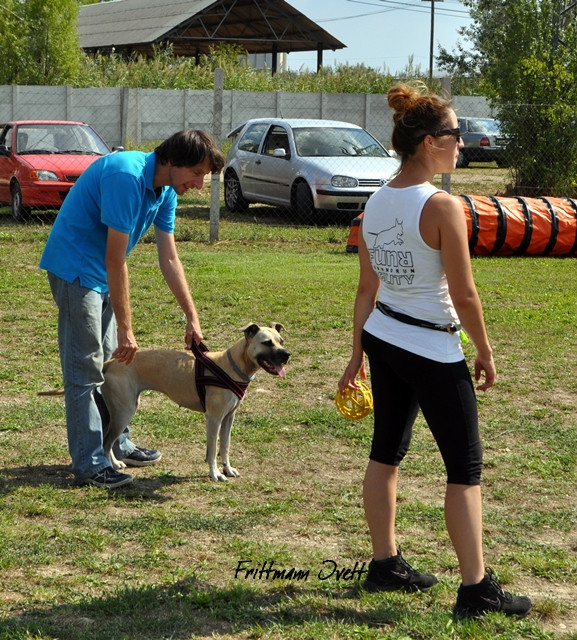 Flyball szemi (295)