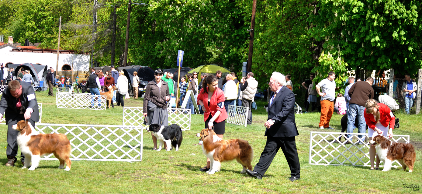 CACIB (male) judging