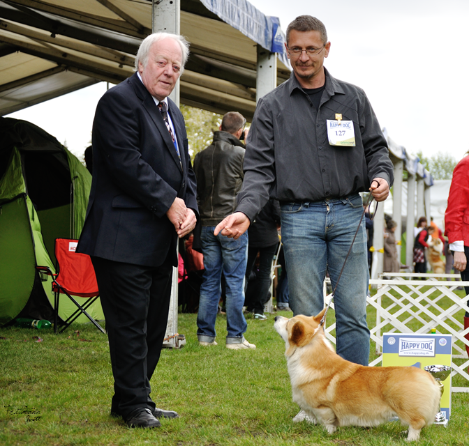 TWINAN COLOUR ME RED - youth class welsh corgi pembroke