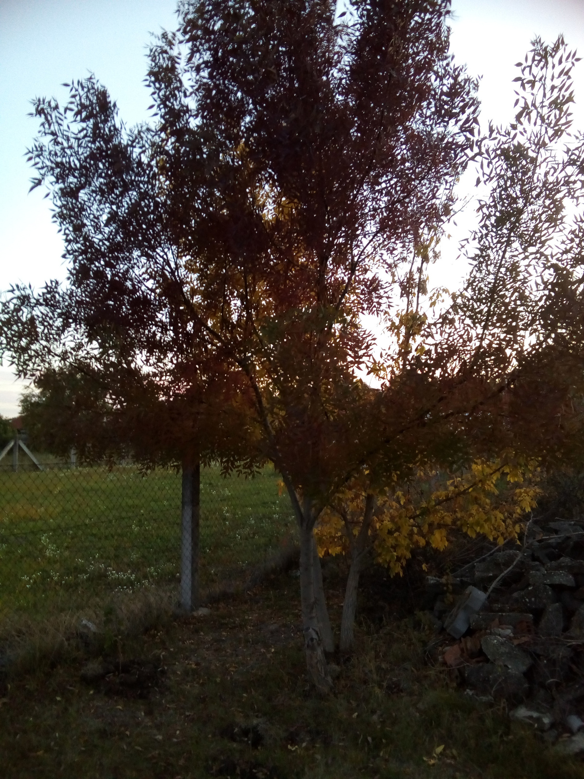 Magyar kőris (Fraxinus angustifolia subsp. pannonica)