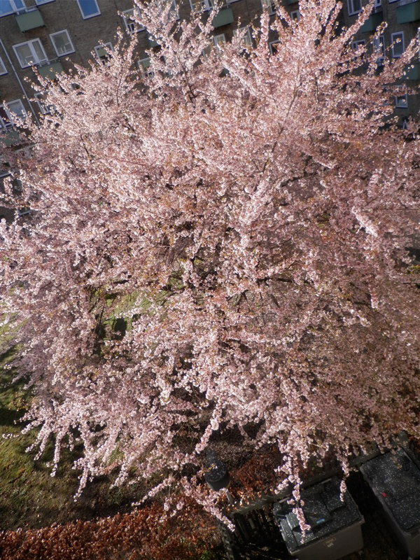japán-cseresznye