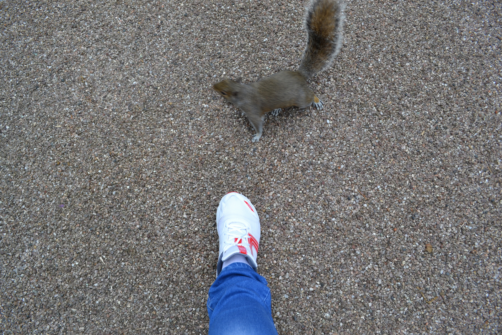 with squirrel