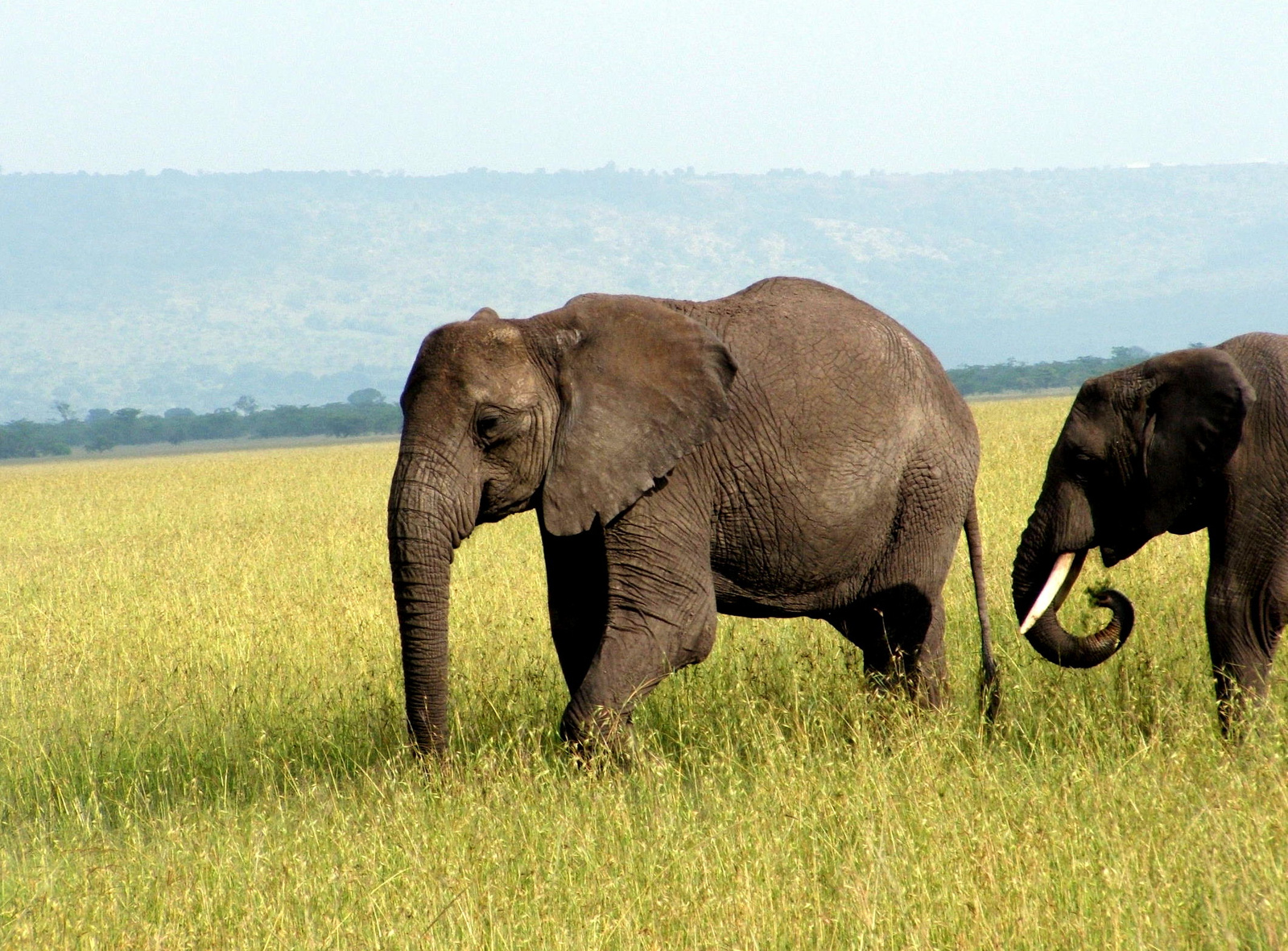 Elefántok füves tájon