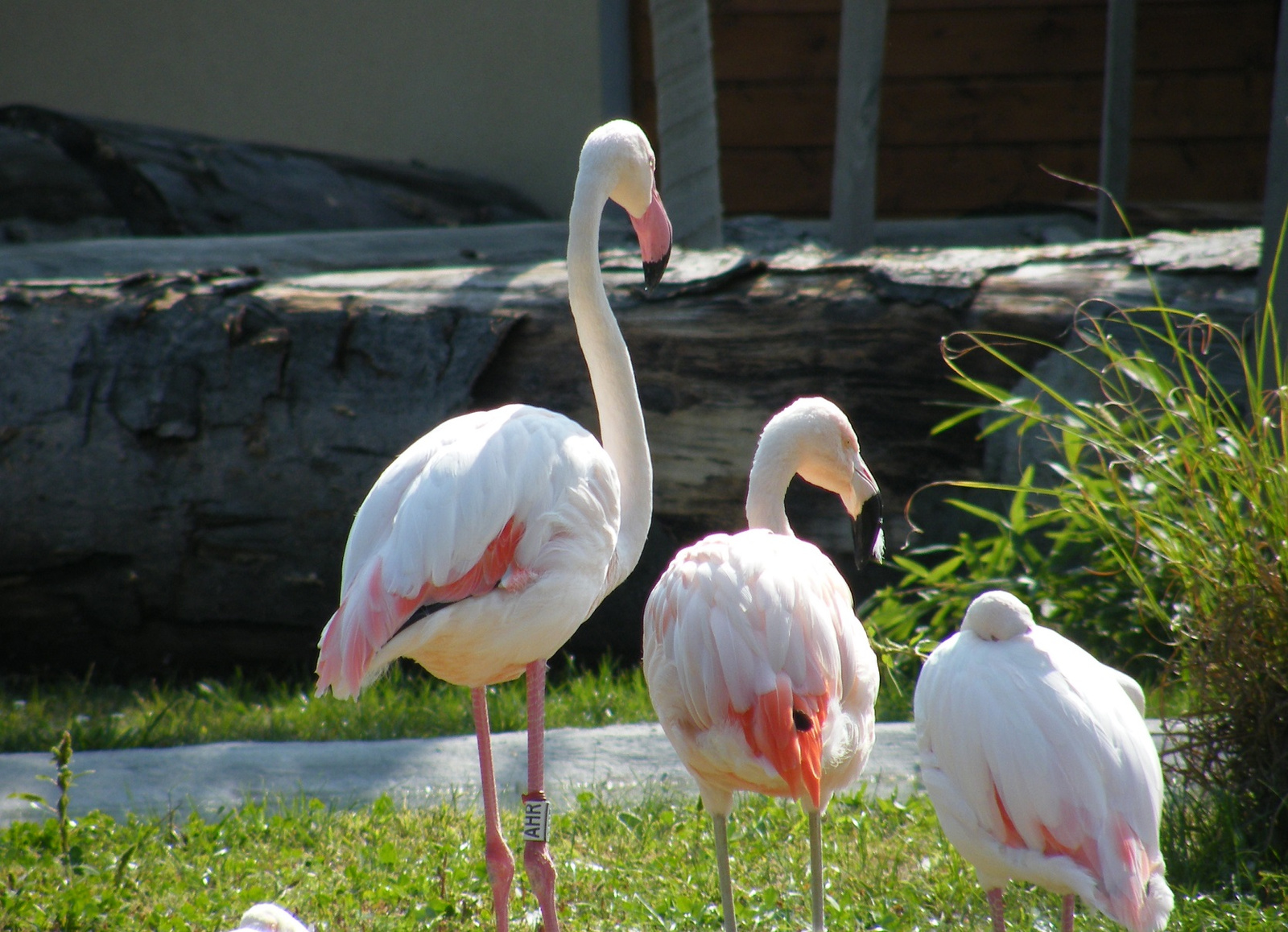 Veszprémi állatkert Flamingók
