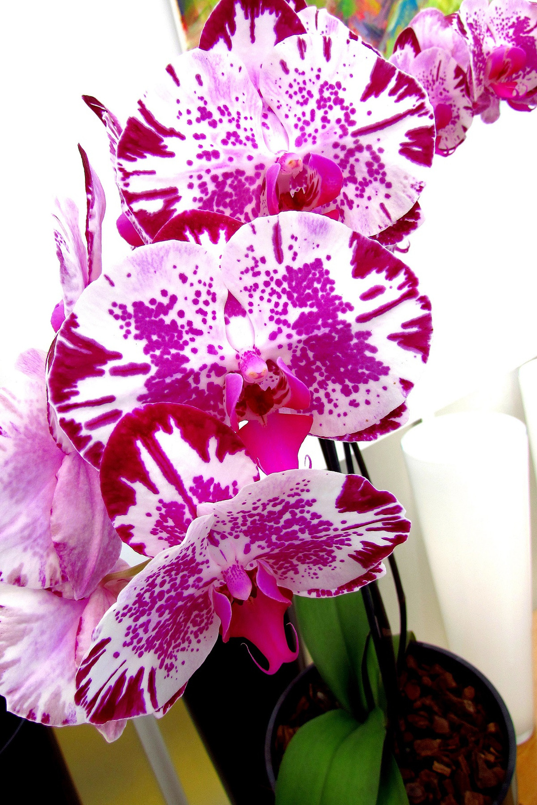 Orchidea 13