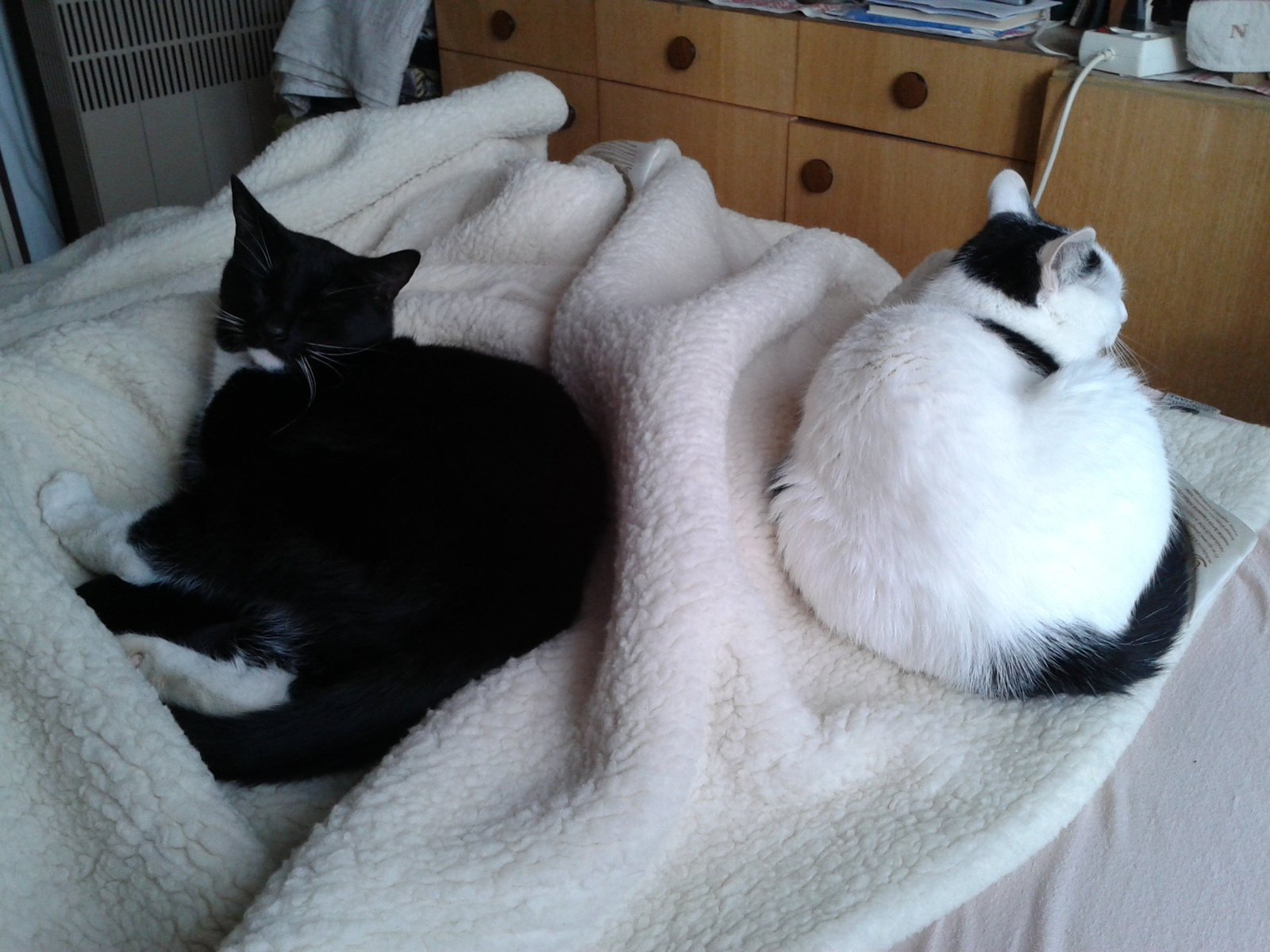 Egy ágyon két macska