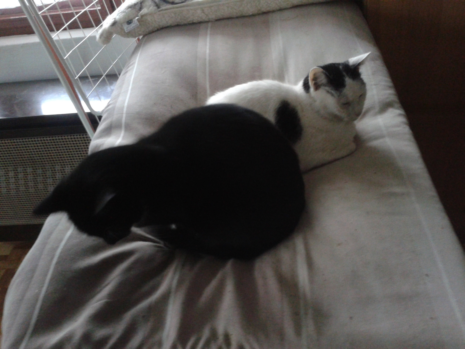 Két cica az ágy tetején
