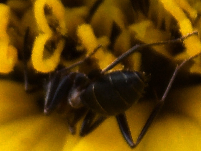 Fekete hangya