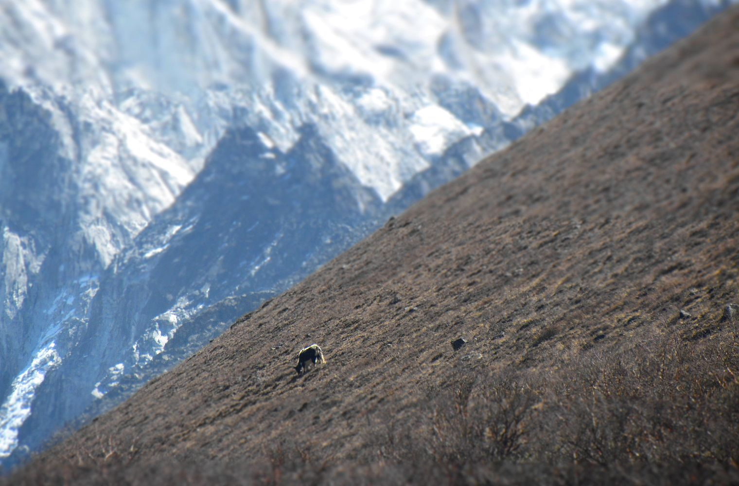 yak a hegyen