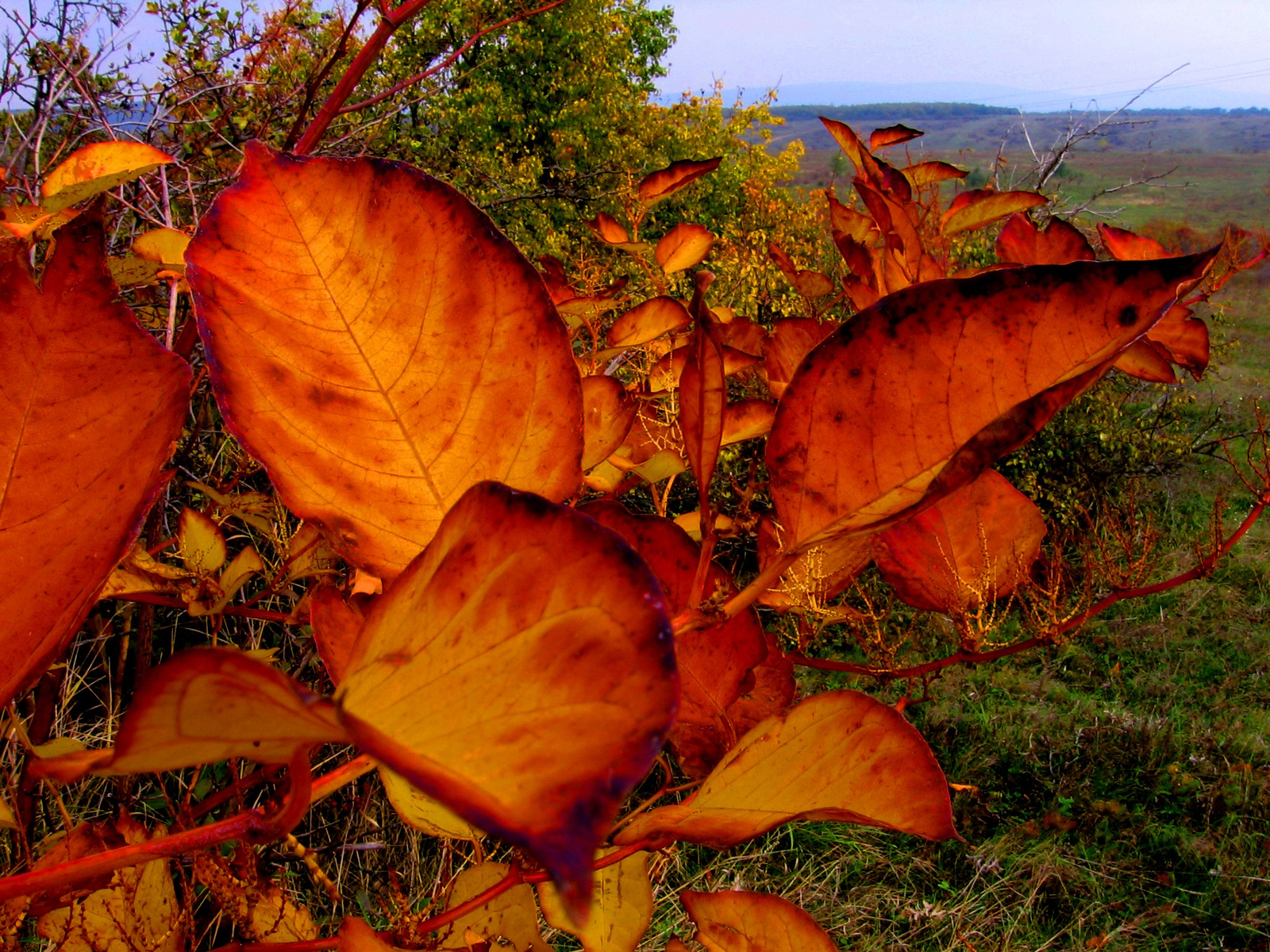 Autumn