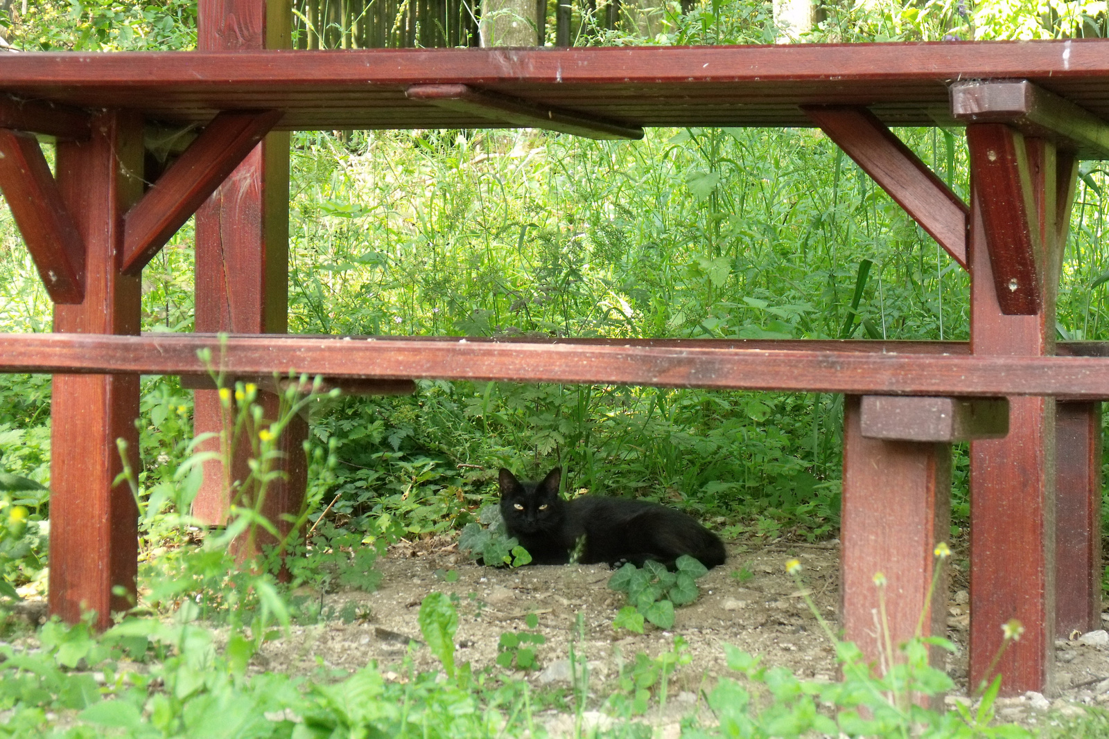 04591 Hegyi macska pihenője, Hollóstető, Bükk hegység