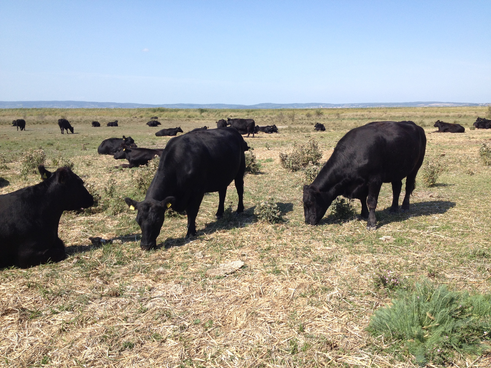 IMG 4494 Fekete szarvasmarhák a Fertő-tő közeli legelőn