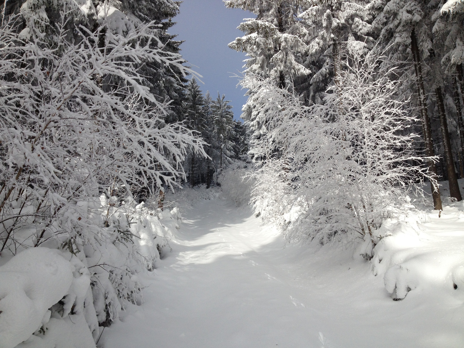 IMG 6054 Csodálatos havas-deres erdő 800 m felett