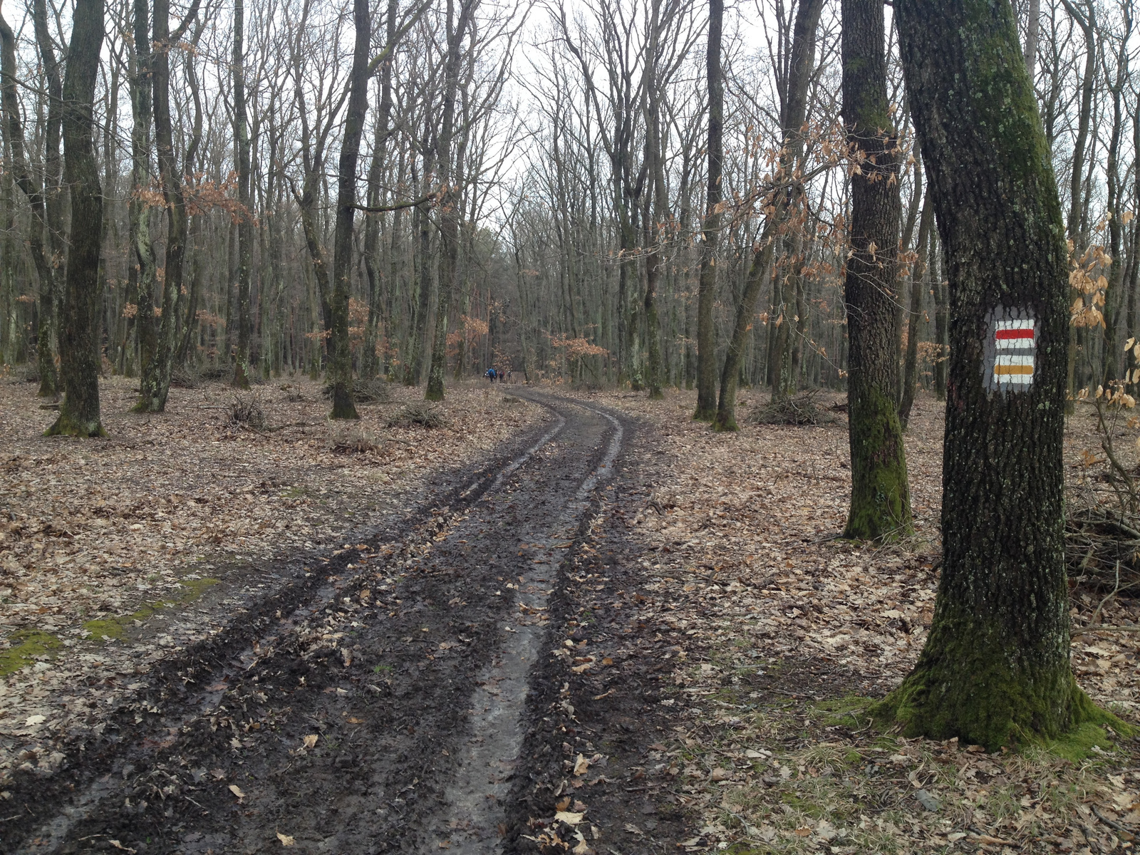 IMG 6873 Doroszlói-erdőben az utolsó km-en