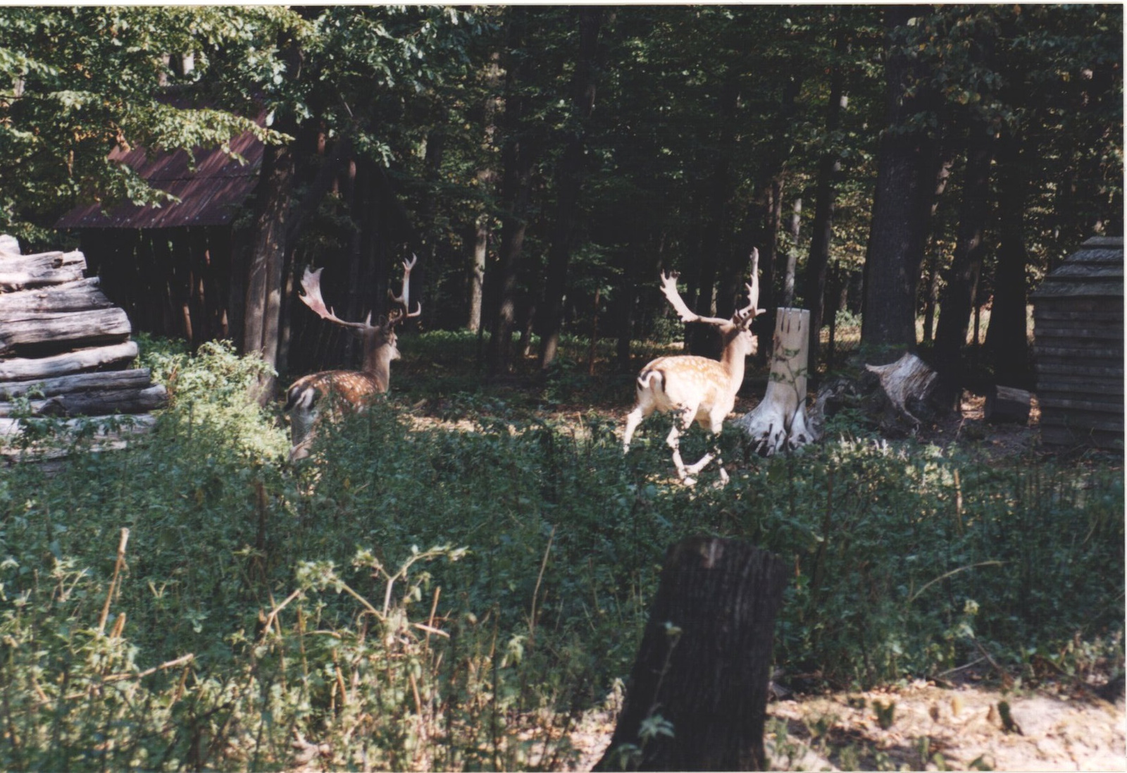 176 Dámszarvasok a Kab-hegyi Erdészlaknál lévő vadaskertben 2003