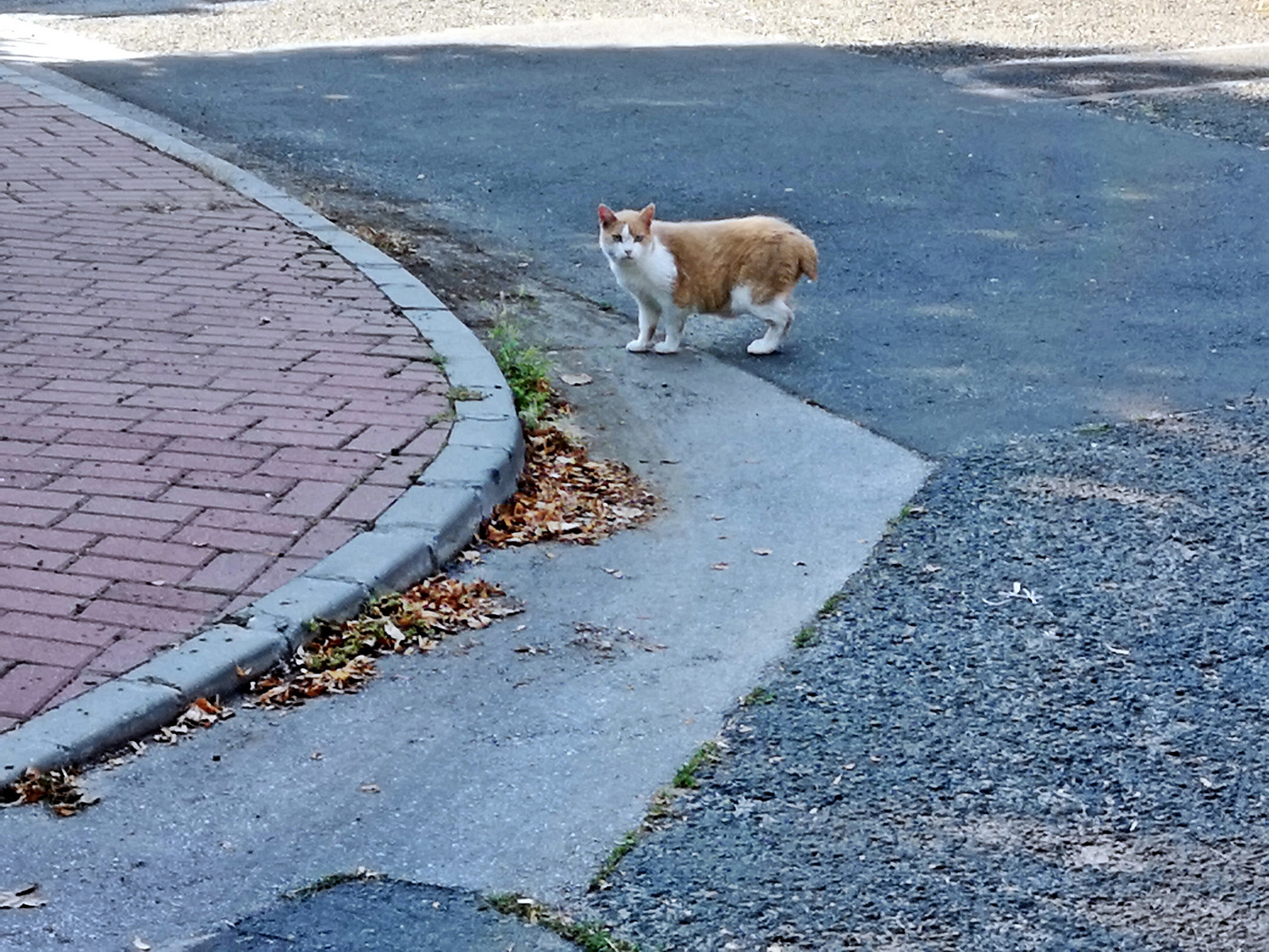 néztük egymást....és katt