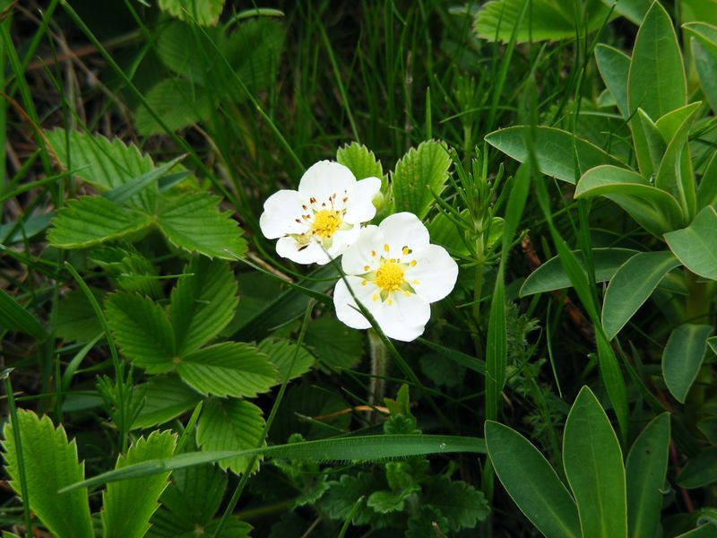 Szamóca virág