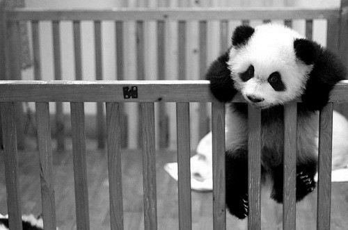 panda-cutes