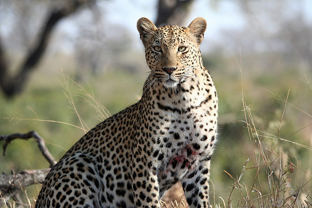 Leopard wild-life south africa