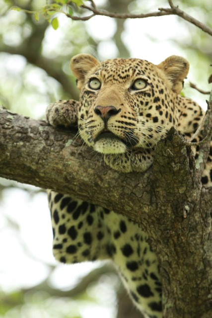 singita-leopard