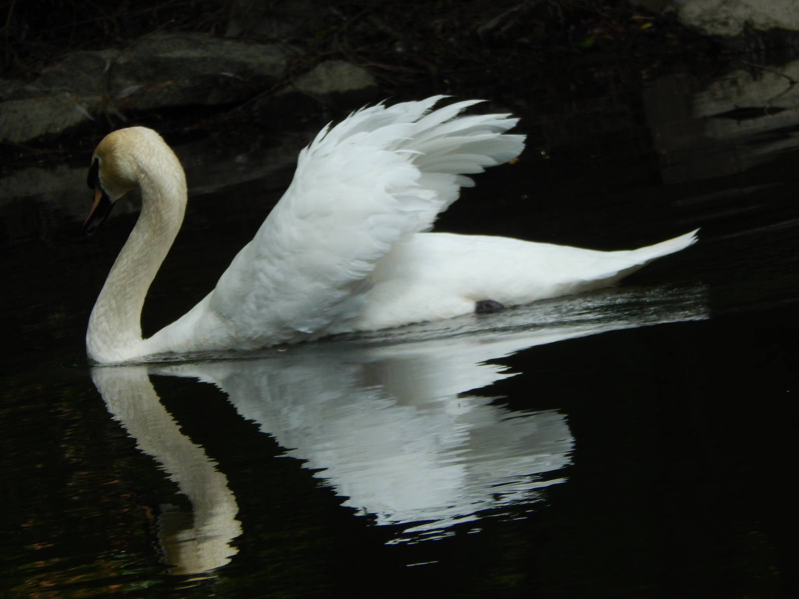 swan♥