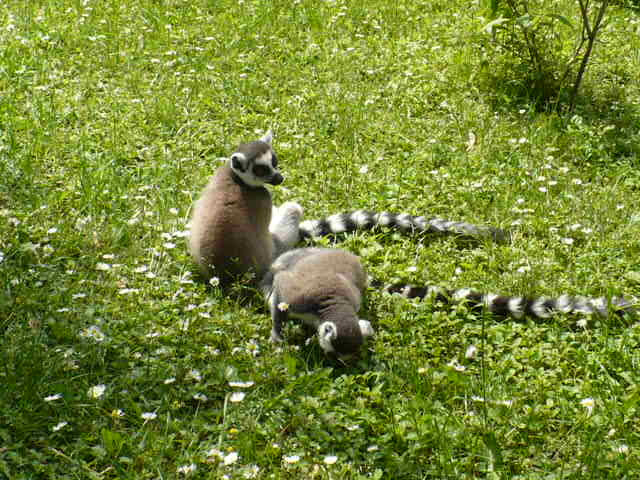 ZOO GYŐR