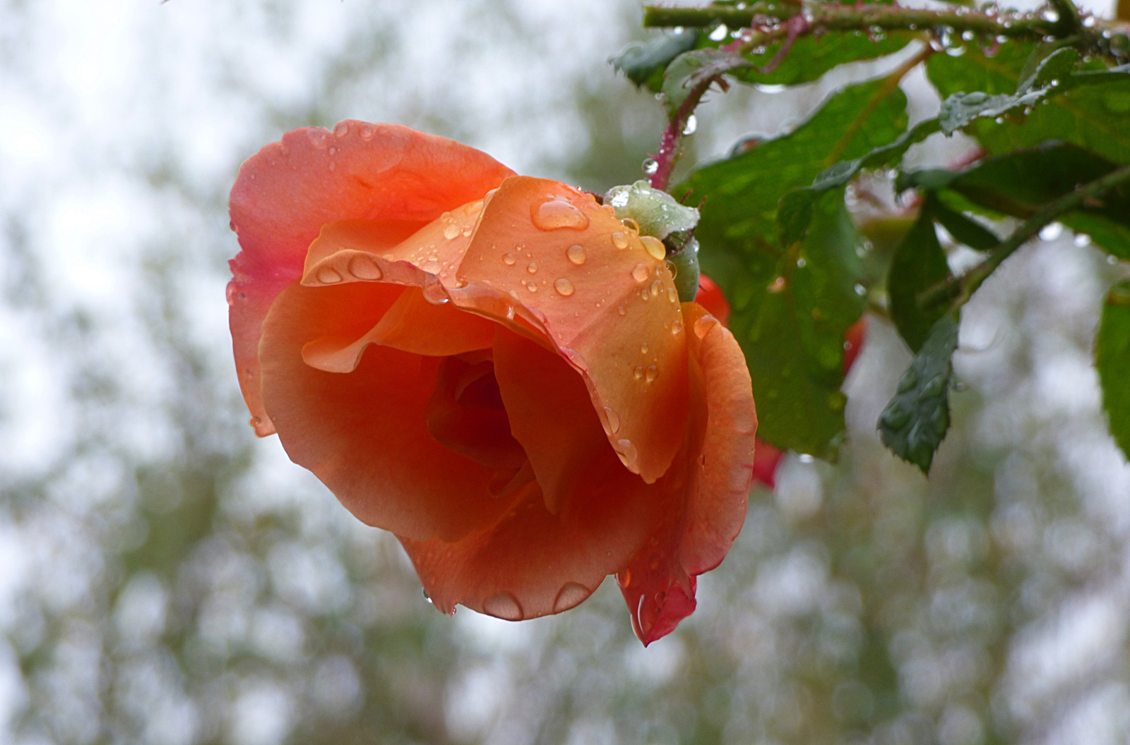 Rózsa az esőben :)