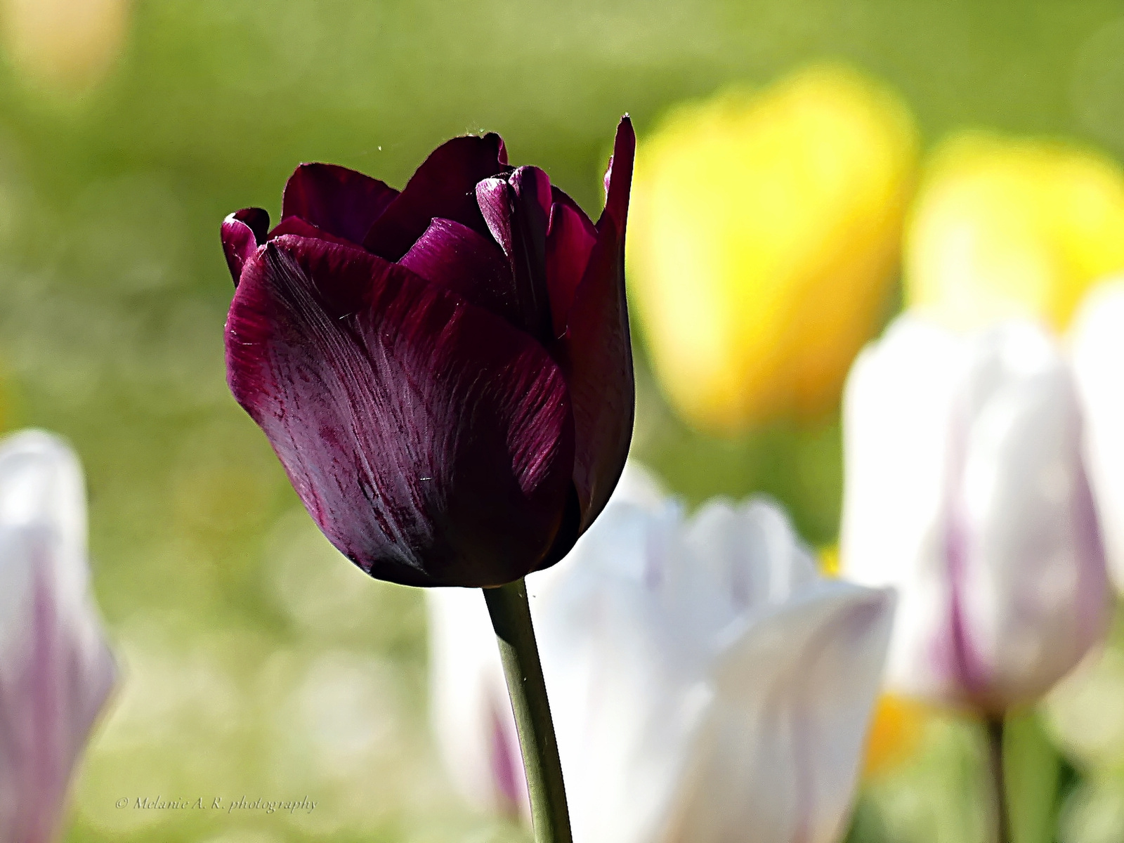 Sötétlila tulipán