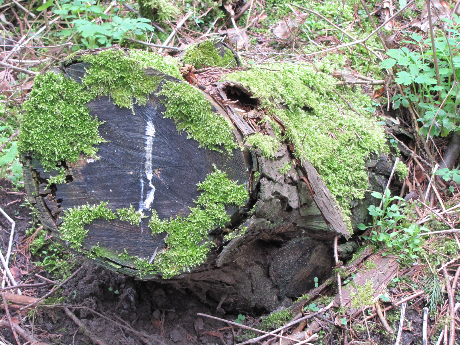 Gödöllő, az Arborétum, SzG3